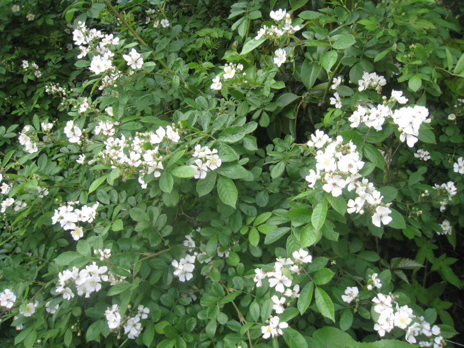 薔薇苗台木の野ばらを見たかった Noiniのblog