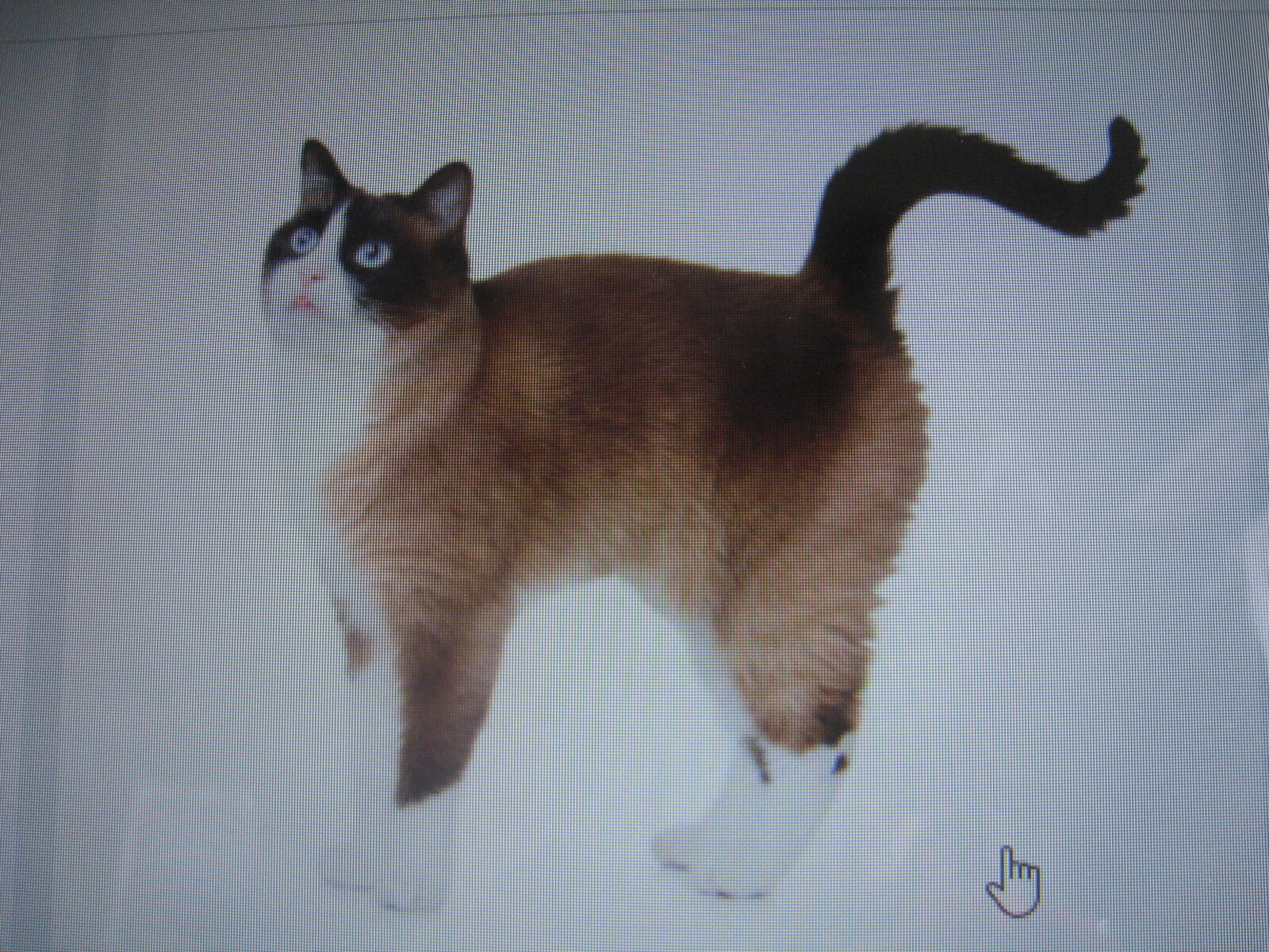 私の猫は珍しい スノーシュー だったの Noiniのblog