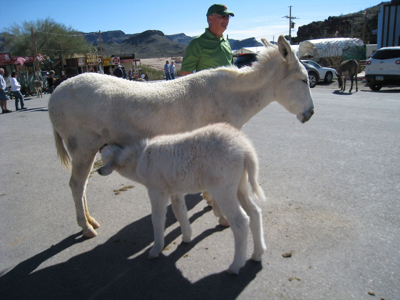 動物の一夫一妻 妻は浮気していた Noiniのblog