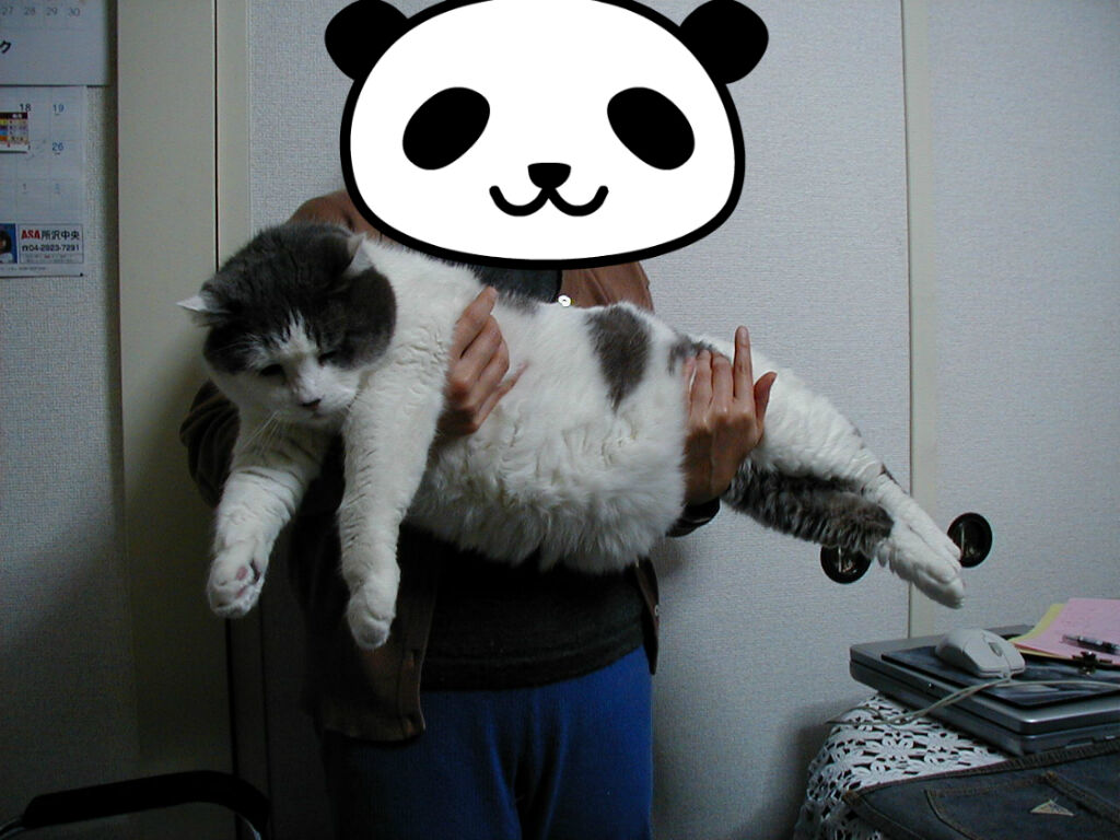 勝間さんちの猫さん 2 Noiniのblog 勝間さんちの猫さん 2 Noiniのblog