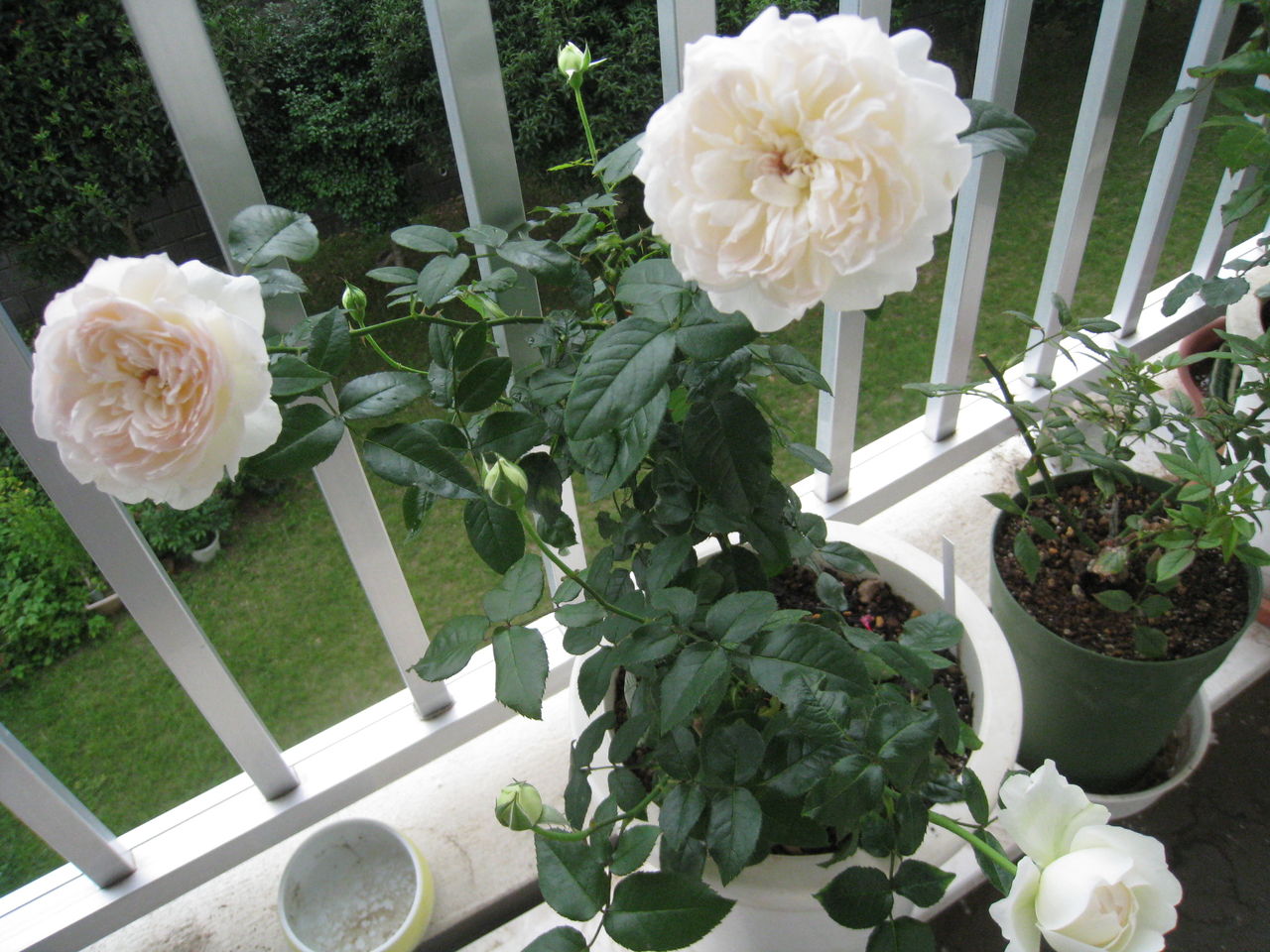 薔薇 ボレロ 成長記録 Noiniのblog