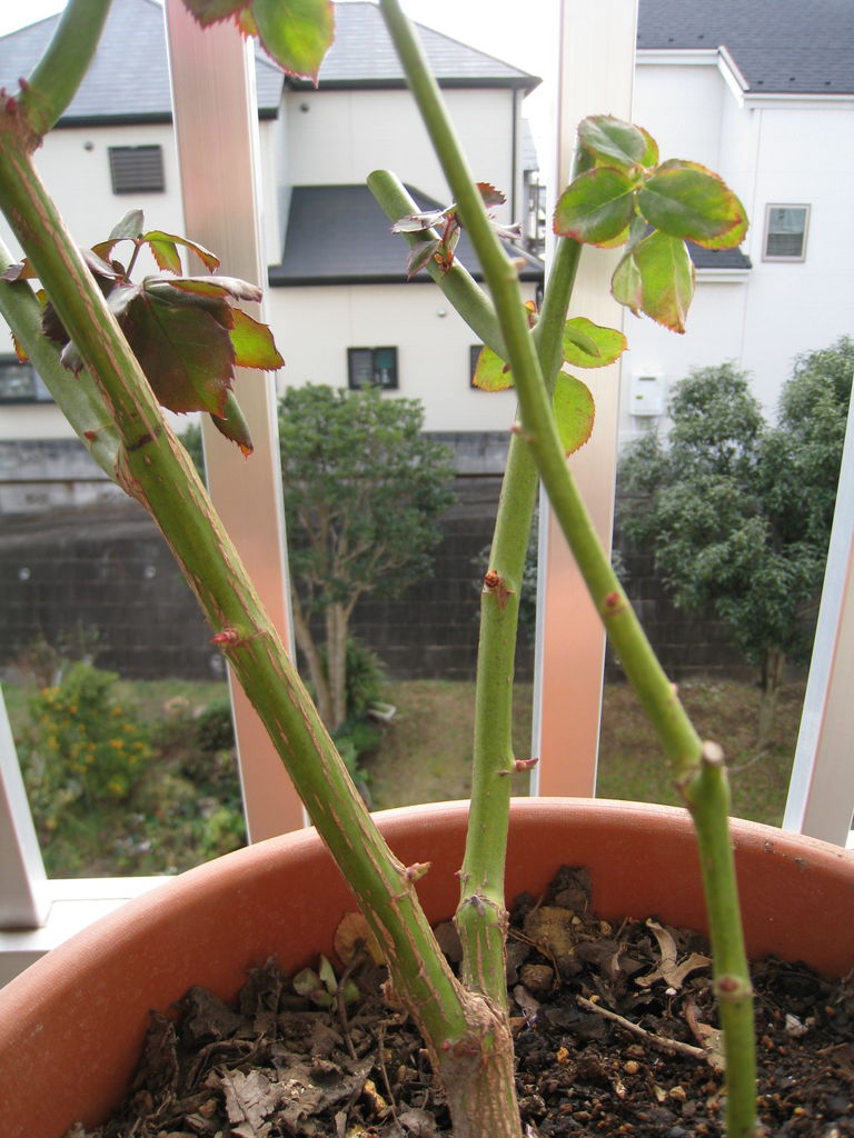 棘のないバラ スムースベルベット を鉢植えで育てています Noiniのblog