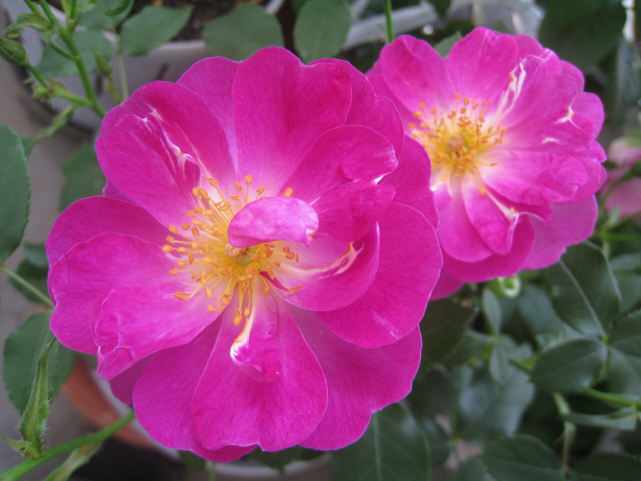 薔薇 インターナショナルヘラルドトリビューンの別名はヴィオレッタ Noiniのblog