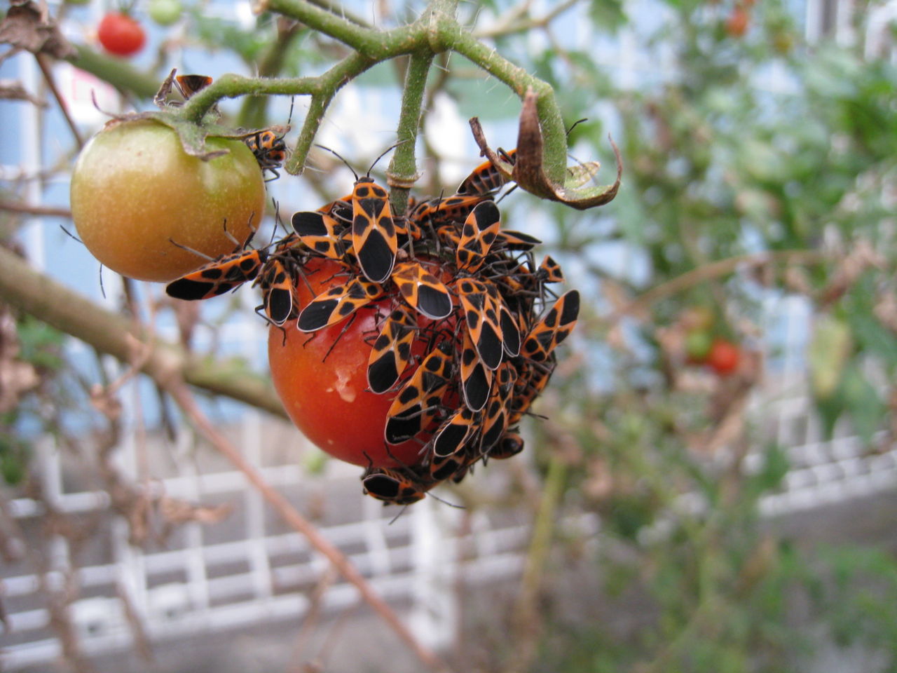 連作ミニトマト １０月の剪定 Noiniのblog