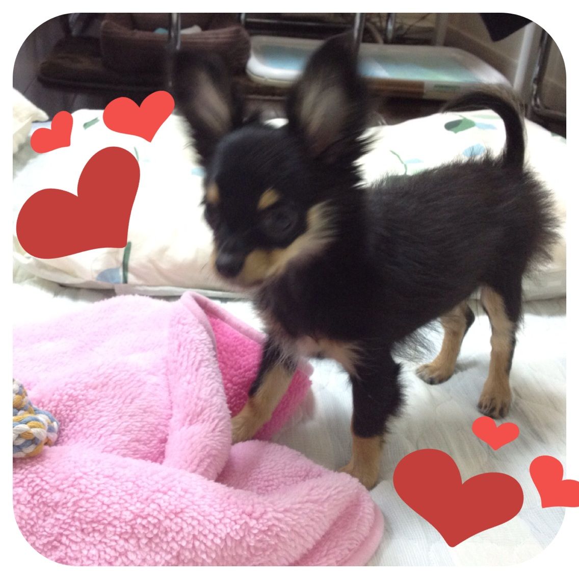 愛犬ノワールと一緒に寝たい Aurinkoのまるたまのわ日記