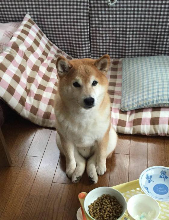 彡(^)(^)「イッヌの朝ごはんカリカリでええやろ」