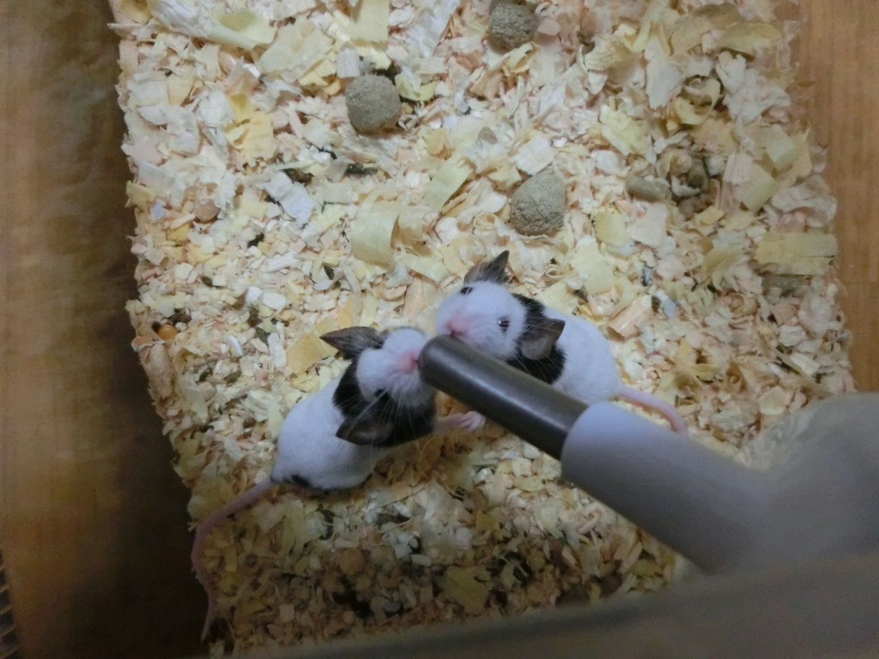 まうんちゅ パンダマウス