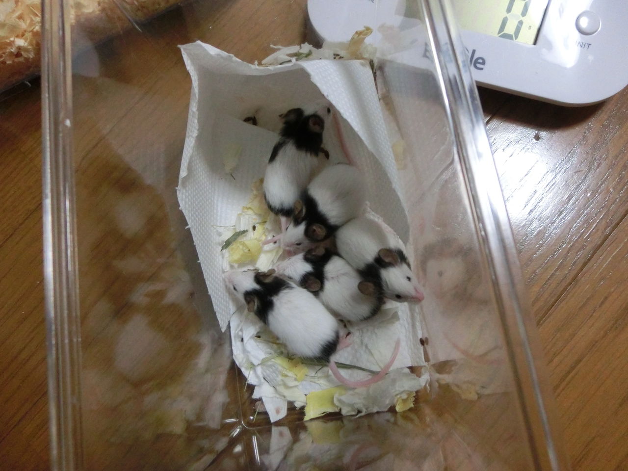 パンダマウス育児奮闘記 ぷーちゃん編 まうんちゅ パンダマウス育児奮闘記 ぷーちゃん編 まうんちゅ