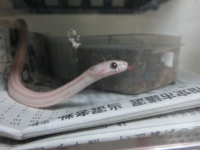 うる目 ヤブヘビイチゴ うる目 ヤブヘビイチゴ