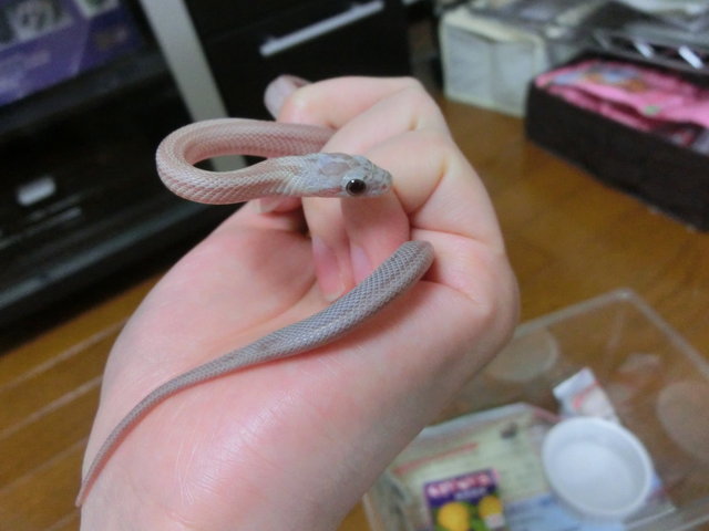 紫 ヤブヘビイチゴ 紫 ヤブヘビイチゴ