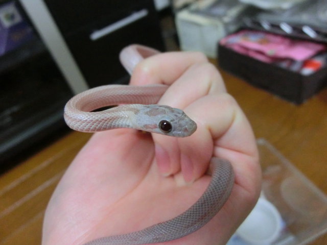 紫 ヤブヘビイチゴ