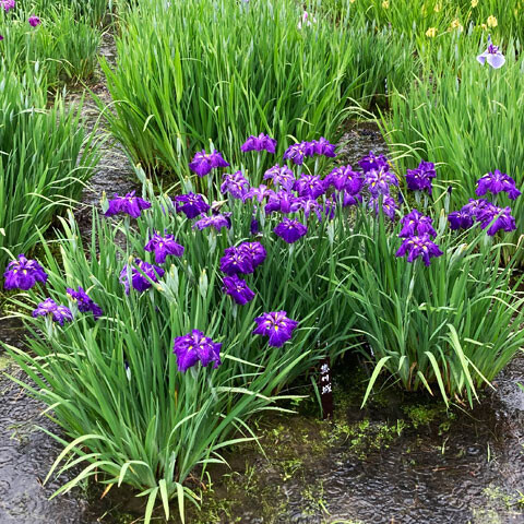 加茂荘花鳥園へ花菖蒲 紫陽花を見に行ってきました Nojee Chips