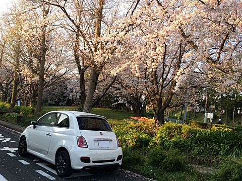 ohanami