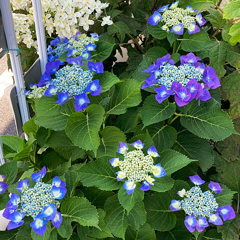 加茂荘花鳥園へ花菖蒲 紫陽花を見に行ってきました Nojee Chips