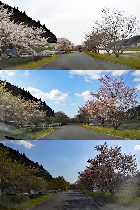 Sakura