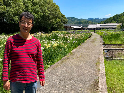 Ajisai