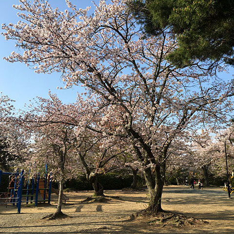 ohanami