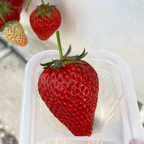 Strawberry