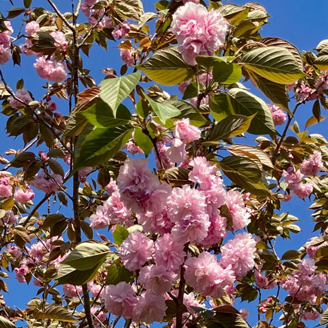 Sakura