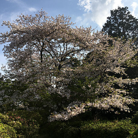 ohanami
