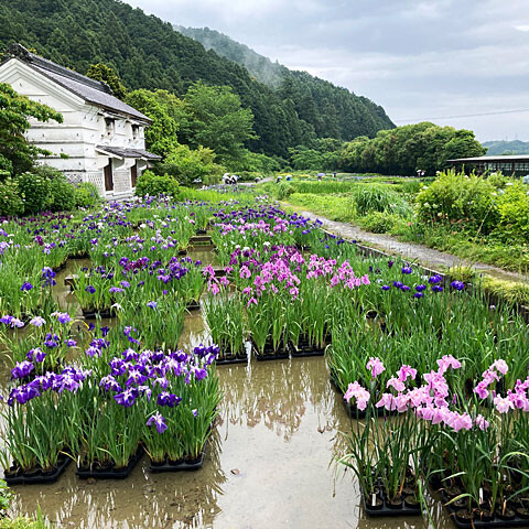 加茂荘花鳥園へ花菖蒲 紫陽花を見に行ってきました Nojee Chips
