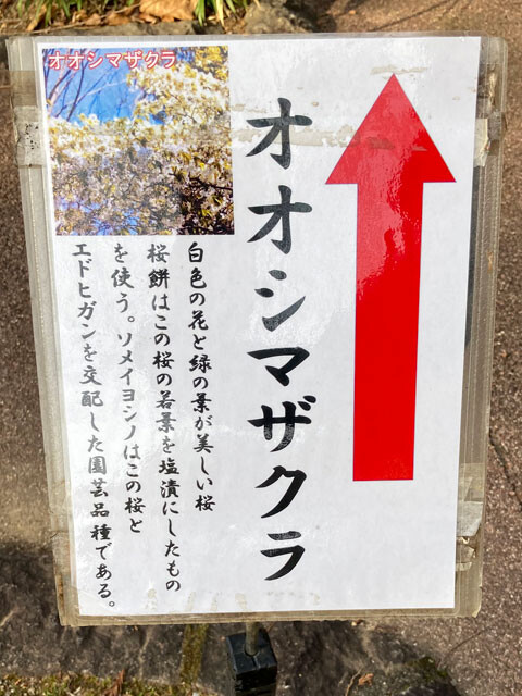 manyo