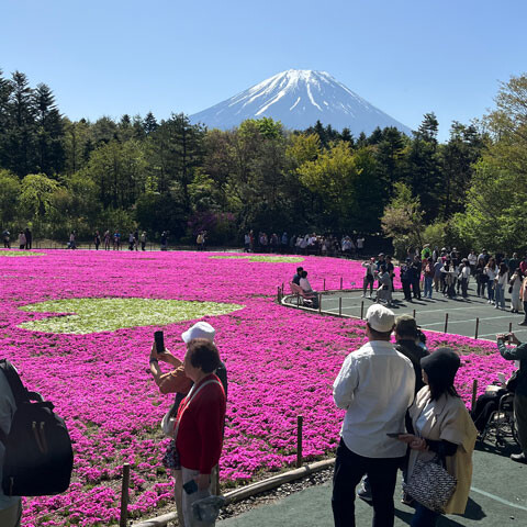 shibazakura