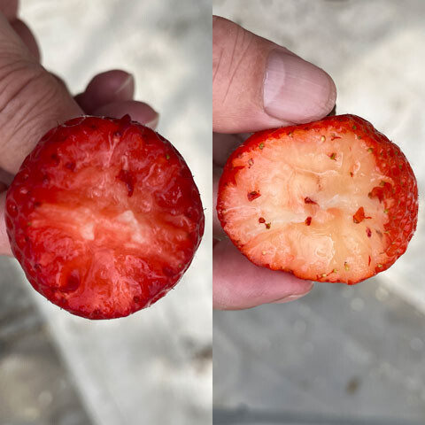 Strawberry