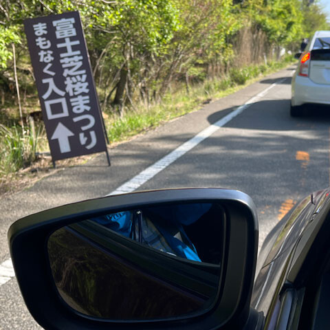 shibazakura