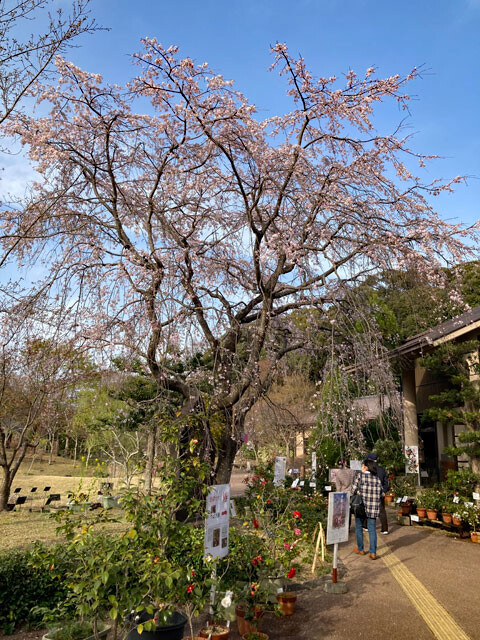 manyo