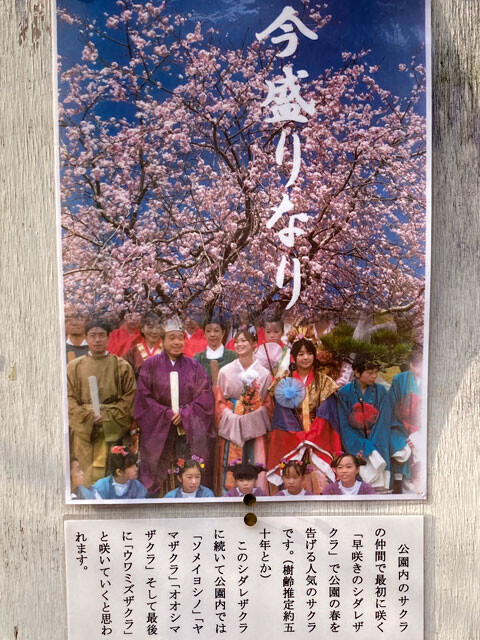 manyo