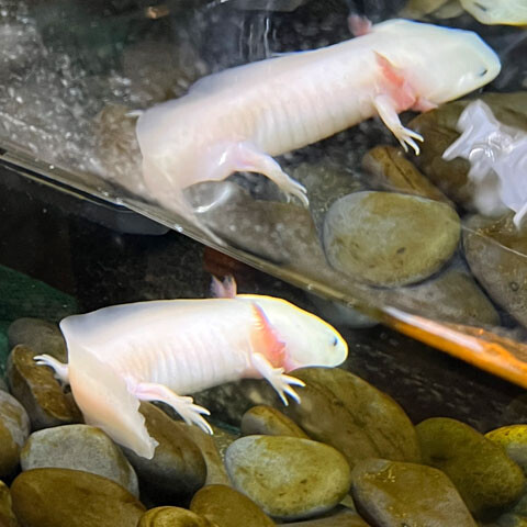 shibazakura