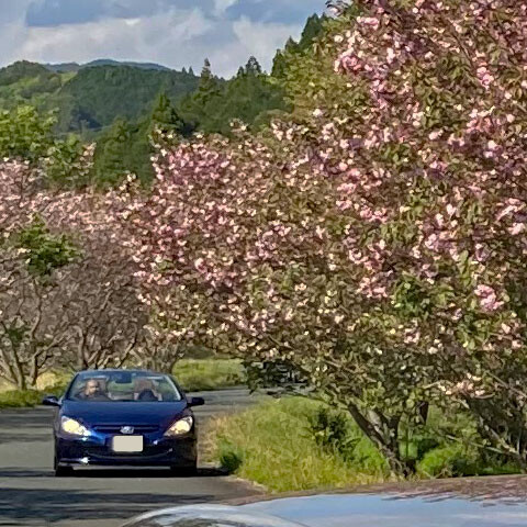 Sakura