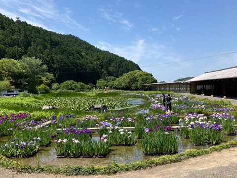 Ajisai