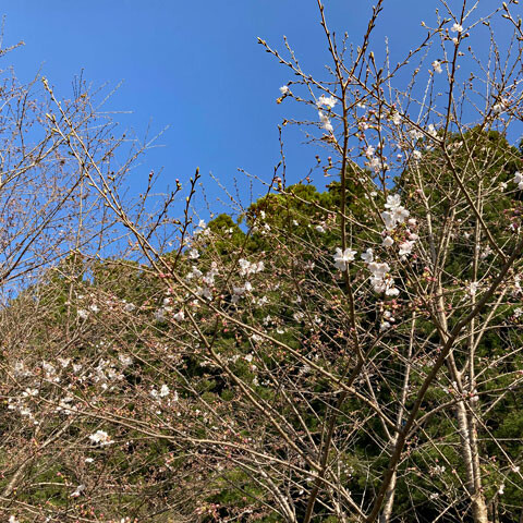 manyo