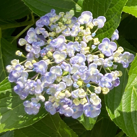 satoyama
