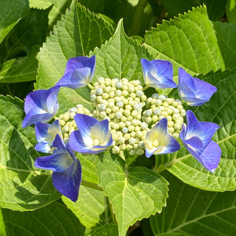 satoyama