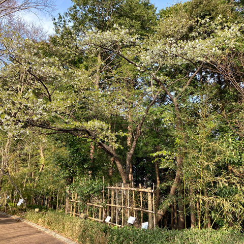 manyo