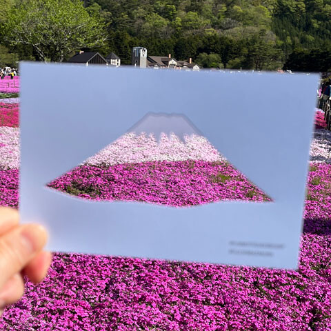 shibazakura
