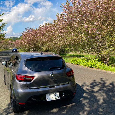 Sakura