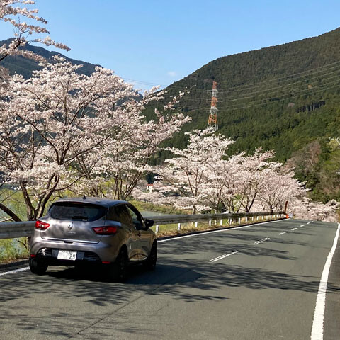 勝間田川さくら並木 家山の桜トンネル 秋葉ダム千本桜 Nojee Chips