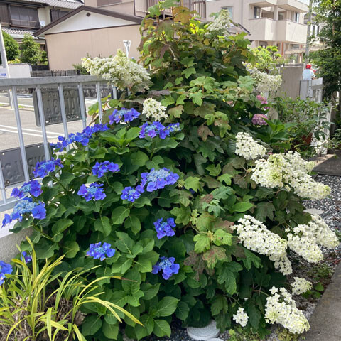 Ajisai