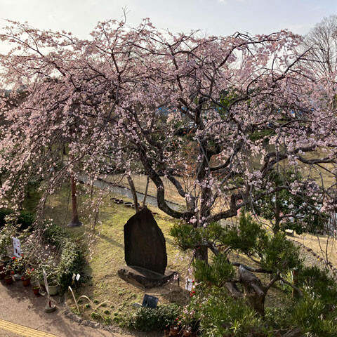 manyo