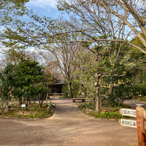 manyo