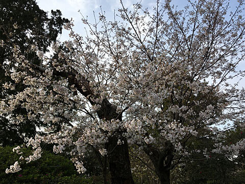 ohanami