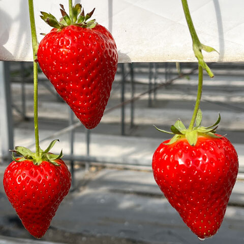 Strawberry