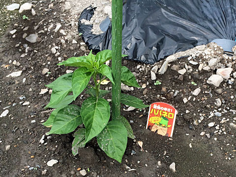 ��ͷ�����