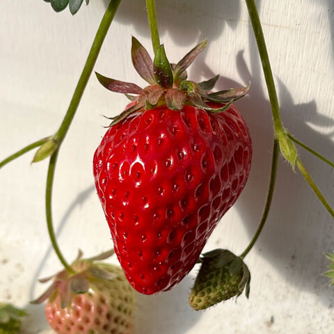 Strawberry