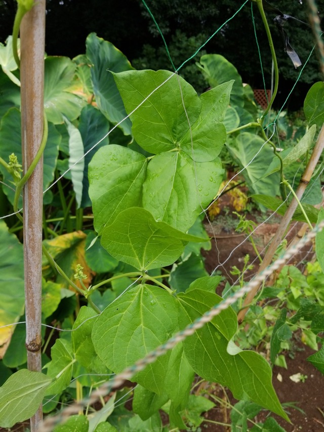 IMG_20230904_111436_copy_1512x2016