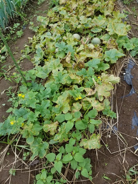 20190707_094608-1620x2160